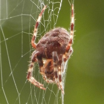 cross orb weaver spider