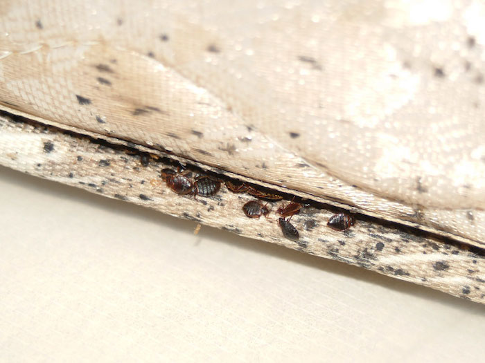 bedbugs in mattress
