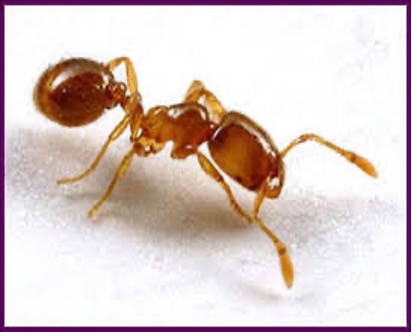 thief ants