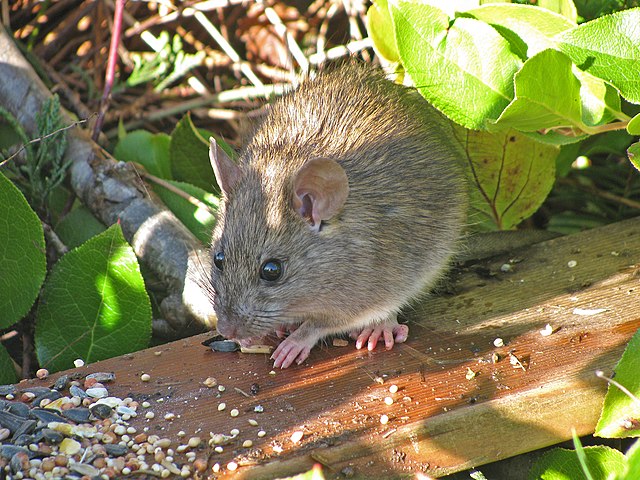 Norway or Brown Rat