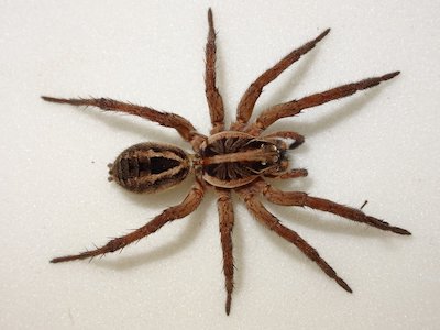Wolf spider