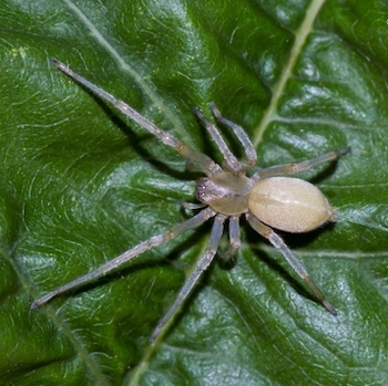 yellow sac spider