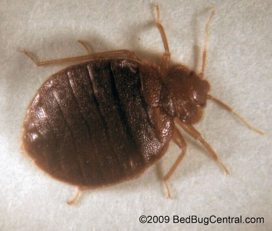 bed bug