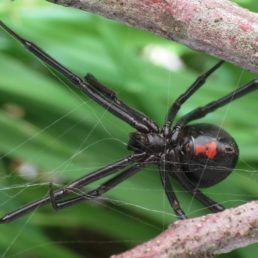 black widow spider