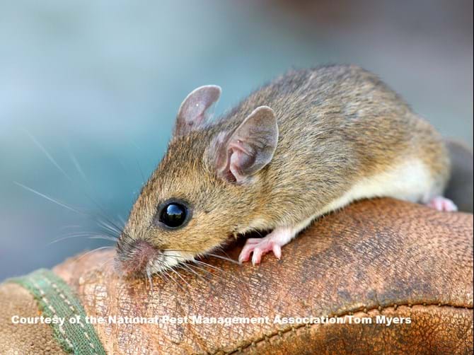 deer mouse