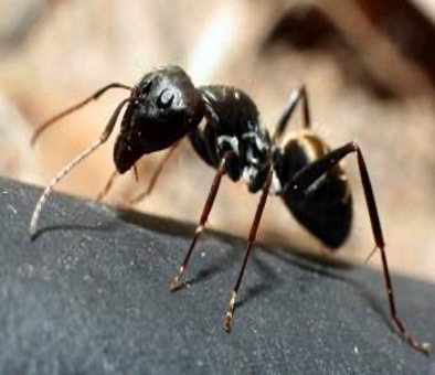 pavement ants