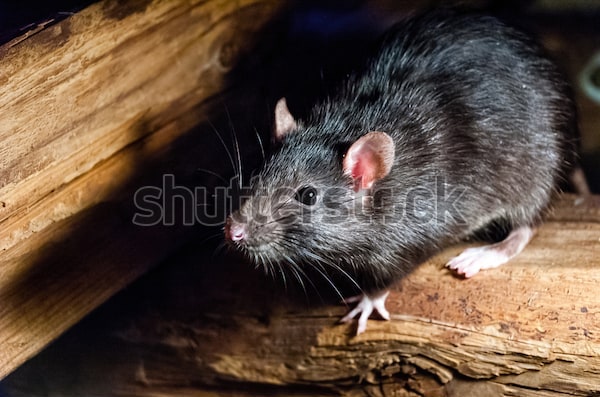 roof rat