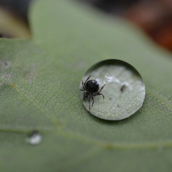 tick