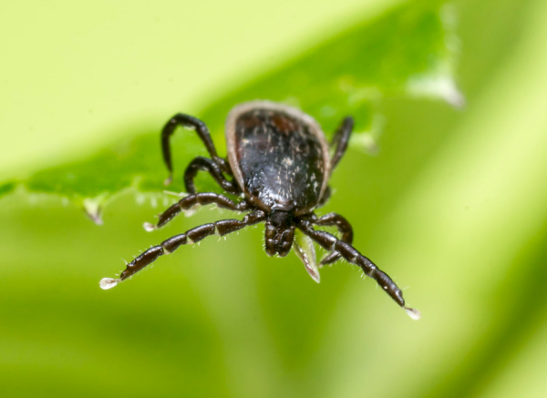 Ticks
