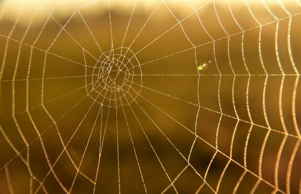 Spider Season is almost here!