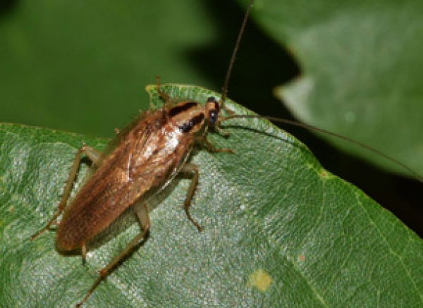 Cockroaches