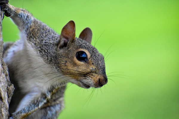 Keep Rodents and Insects from taking up Residence