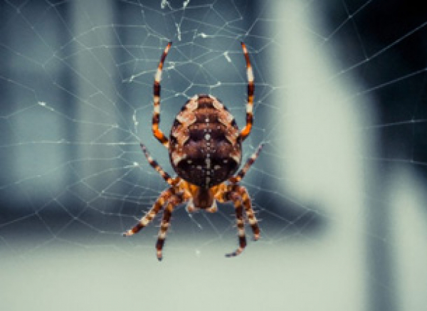 Spiders
