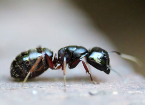 Carpenter Ants