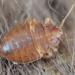 Bed Bug Control