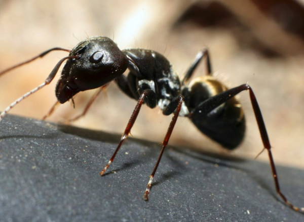 Common Ants