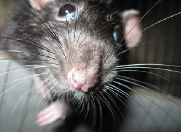 Rodents