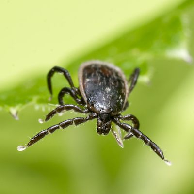 Tick Control